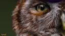 Hooties banner