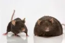 Sussy Holocaust deniers - 9b9t banner