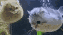 the LARP reborn server banner