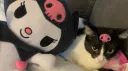 💞 KOCIAKI 💞 banner