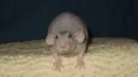 Kumitos 🐁 banner
