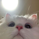 cat serber 🐱 server banner