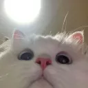 cat serber 🐱 Discord server banner