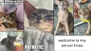 🦝 Trash Panda Tribe 🦝 banner