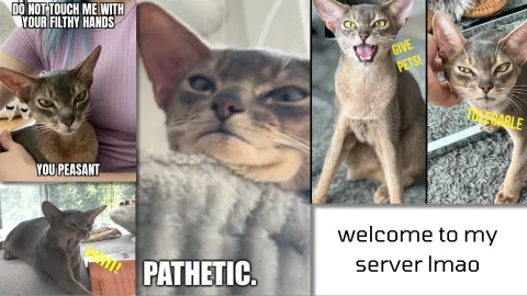 🦝 Trash Panda Tribe 🦝 banner