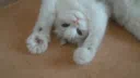 meows in a server Discord server banner