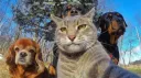 Cool Cats✨ banner