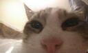 mochi cat! Banner