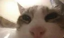 mochi cat! Discord server banner