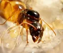 Ant-Keeping Talk&Trade banner