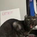 katbot $ banner