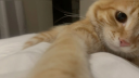 barn cats server banner