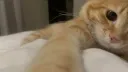 barn cats server banner