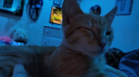 barn cats Discord server banner