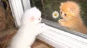 barn cats server banner