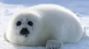 SEAL TAG | .gg/unblockedgames banner