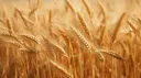 Wheat banner