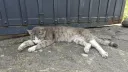 hard cat pics banner