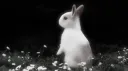 sweetest bunny banner