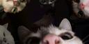 tfg <3 Banner
