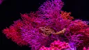 The Corals banner