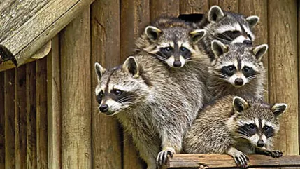 Les Ratons Ratés Discord server banner