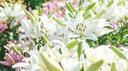Lily Garden Banner
