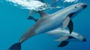 🐬Sea parrot🐬 banner