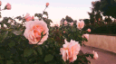 Passion Paradise Hangout Dating Semi Toxic Femboy LGBTQ+ Friendly Gay Date Edating Edate SFW 18+ banner
