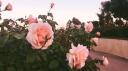 Passion Paradise Hangout Dating Dm Semi Toxic Femboy LGBTQ+ Friendly Gay Date Edating Edate SFW 18+ Banner