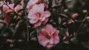 🌱ART HUB banner