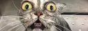 Drunken Kat#3096 banner