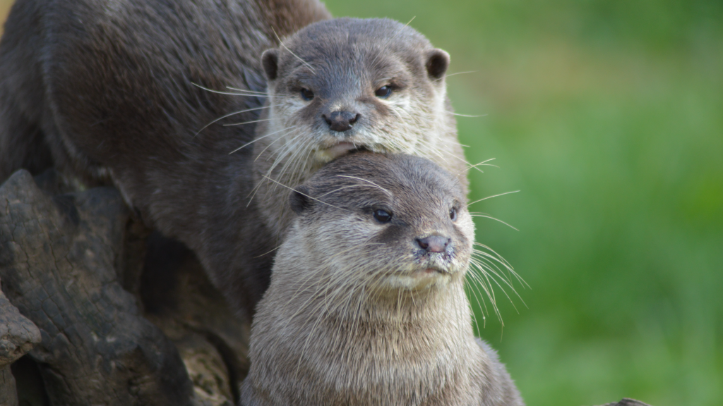 World of Wildlife 🌲 Discord server banner