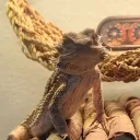 The Dragon Tamers banner