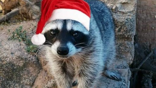 Egg's Dumpster Fire Discord server banner