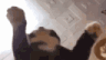 ADIOS BITCHACHOS banner