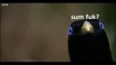 Birds banner