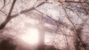 🌸 | Clan Sakai | 🌸 server banner