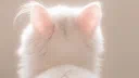 peachcord Discord server banner