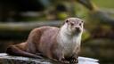 Otter Hub Banner