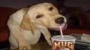 MUGDOG 2.0 Gaming banner