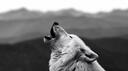 Crypto Wolf Group™ Banner