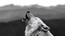 Crypto Wolf Group™ banner