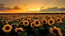 Sunny's Flower Emporium banner