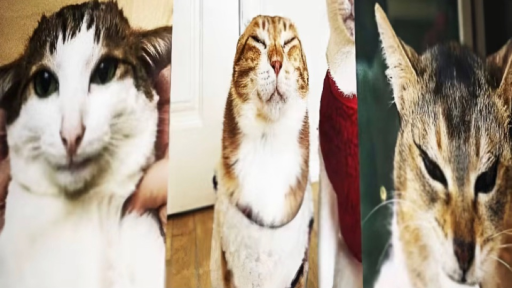 tole tole universe (archived) Discord server banner