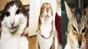 tole tole universe (archived) Discord server banner