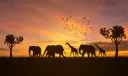 TAPKIN ANIMALIA SURVIVAL banner
