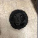 palace of fools Banner