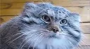 Manul Universe. banner