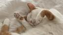 Litterbox Banner